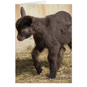 Cute Chocolate Goat Kid Cards