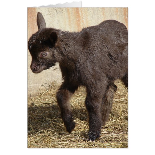 Cute Chocolate Goat Kid Cards (Front)