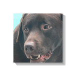 Cute Chocolate Lab Canvas Print