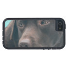 Cute Chocolate Lab