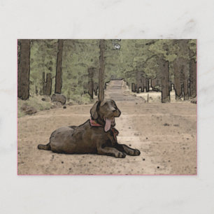 Cute Chocolate Lab On A Forest Trail Postcard