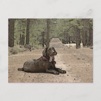 Cute Chocolate Lab On A Forest Trail Postcard