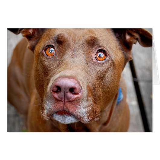 Cute Chocolate Lab Pit Mix Dog 7 Cards (Front Horizontal)