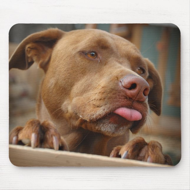 Cute chocolate Lab Pit Mix Dog Mouse Pad (Front)