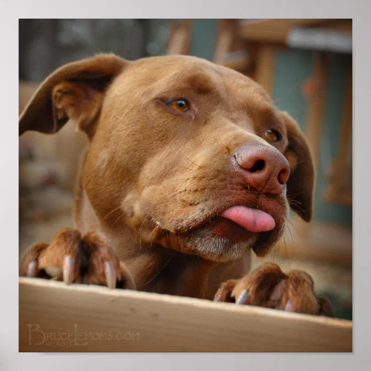 lab pit mix puppies