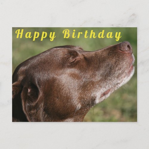 Cute Chocolate Labrador Dog _ Happy Birthday Postcard