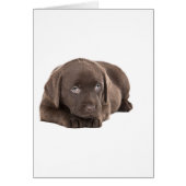 Cute Chocolate Labrador Puppy (Front)