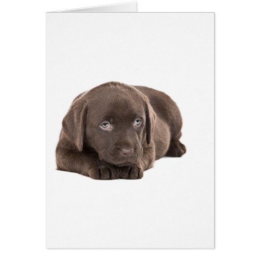 Cute Chocolate Labrador Puppy Cards (Front)
