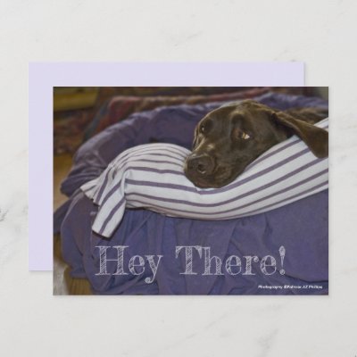 Cute Chocolate Labrador Retriever In Bed Custom Po
