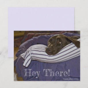 Cute Chocolate Labrador Retriever In Bed Custom Po Postcard