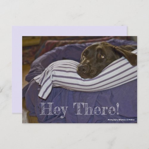 Cute Chocolate Labrador Retriever In Bed Custom Po Postcard
