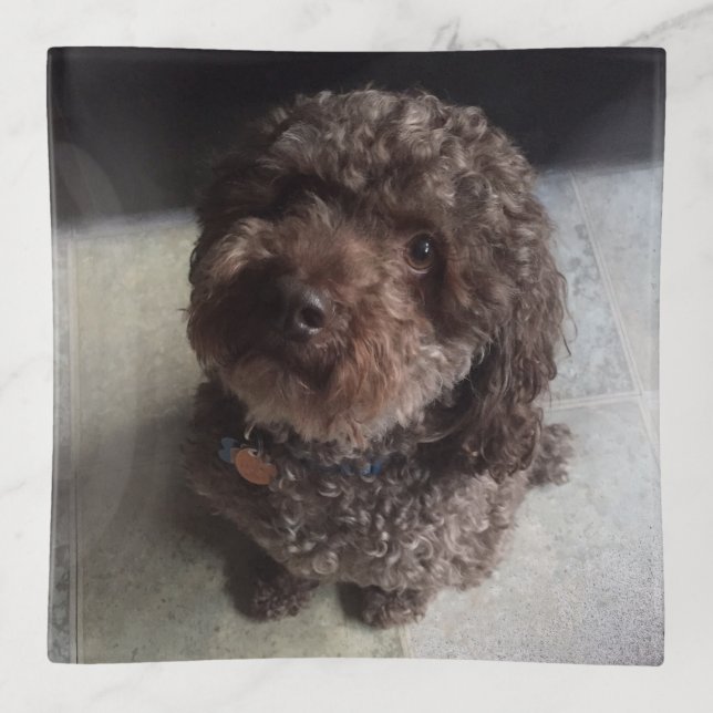 Cute Chocolate Poodle Trinket Tray (Front)