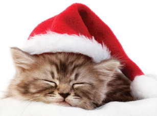 cute christmas cat coffee travel mugs zazzle