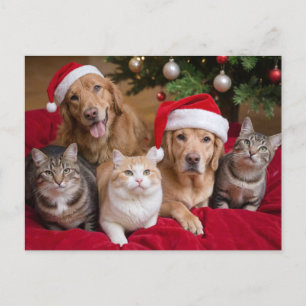 Cute Christmas cats and dogs Holiday Postcard