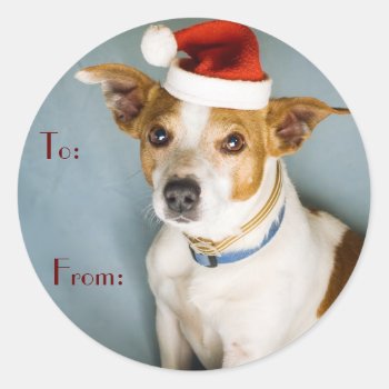 Cute Christmas Dog Name Tags by DoggieAvenue at Zazzle