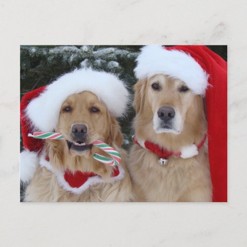 Cute Christmas Golden Retrievers postcard