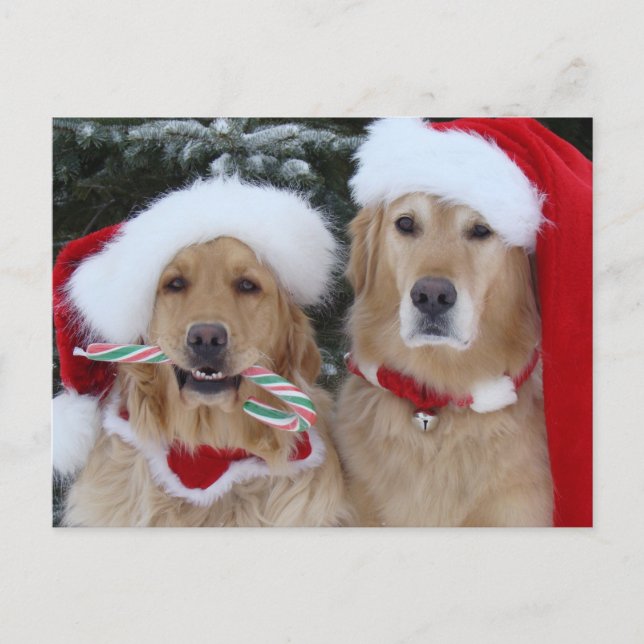Cute Christmas Golden Retrievers postcard (Front)