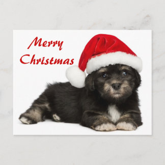 Cute Christmas Havanese Puppy Dog Holiday Postcard