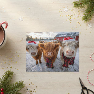Cute Christmas Highland Cows in Snow Postcard