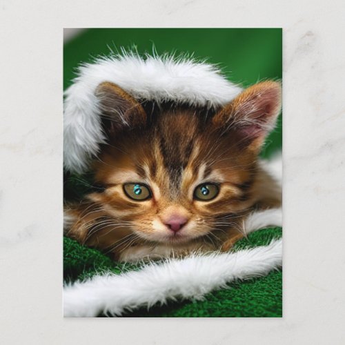 Cute Christmas Kitten on Green Blanket  Postcard