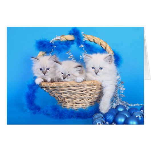 Cute Christmas Kittens Cards (Front Horizontal)