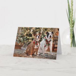 Cute Christmas Rescue Pitbull and America Bull Dog Holiday Card