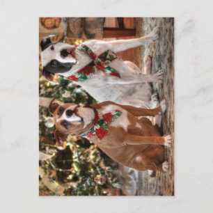Cute Christmas Rescue Pitbull and America Bull Dog Holiday Postcard