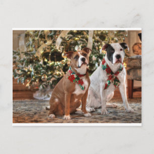 Cute Christmas Rescue Pitbull and America Bull Dog Holiday Postcard