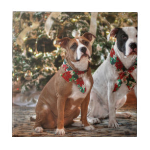 Cute Christmas Rescue Pitbull and America Bull Dog Tile