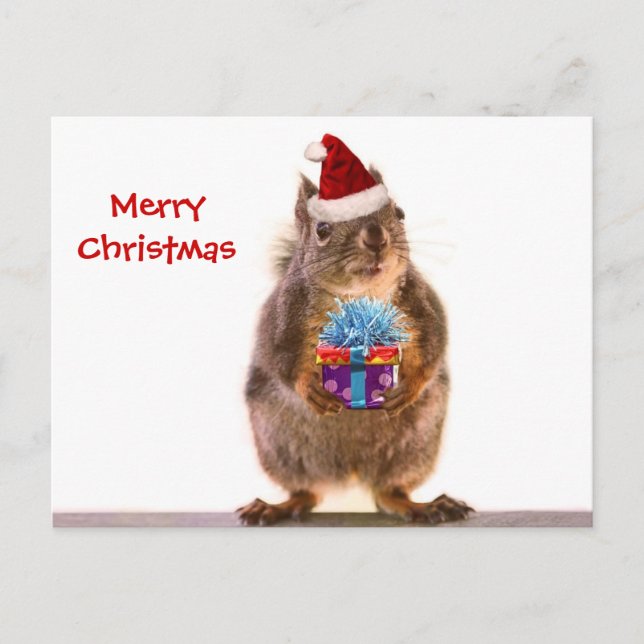 Cute Christmas Squirrel and Gift Holiday Postcard (Front)