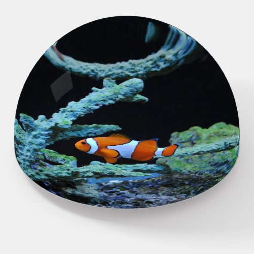 Cute Clown Fish in Coral Paperweight