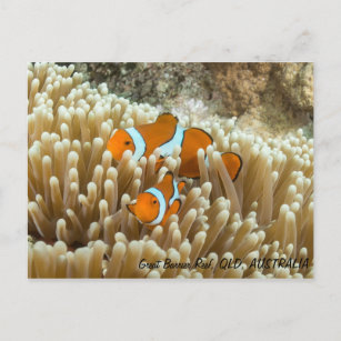 Cute Clown Fish Postcard