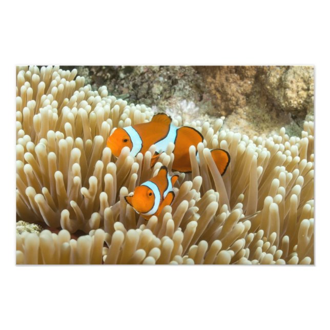 Cute Clownfish on the Great Barrier Reef Photo Print (Front)