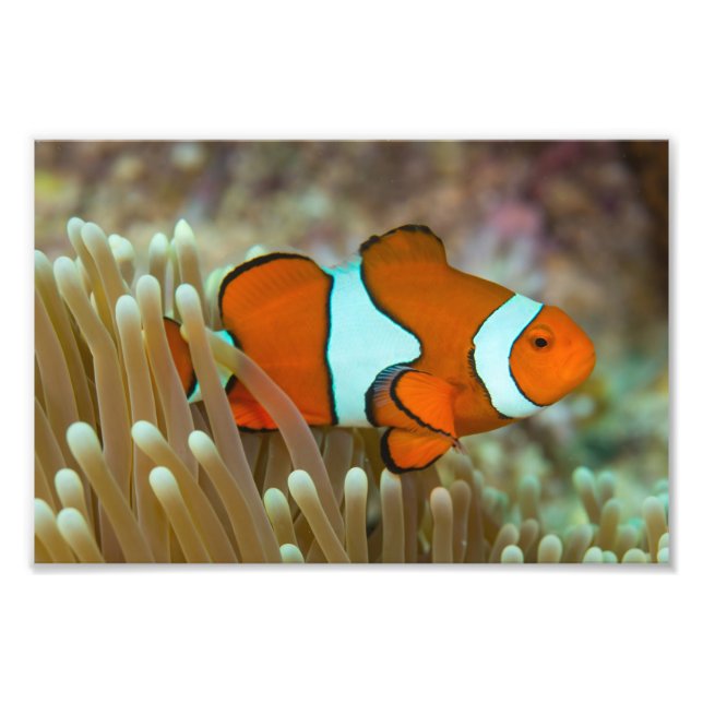Cute Clownfish Photo Print (Front)