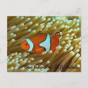 Cute Clownfish Postcard