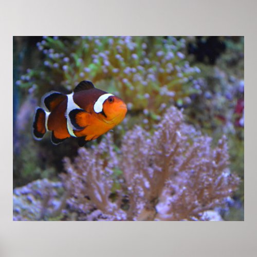 Cute Clownfish Sea Anemone Coral Underwater photo Poster