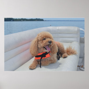 Cute Cockapoo Dog Photograph With Life Vest Poster