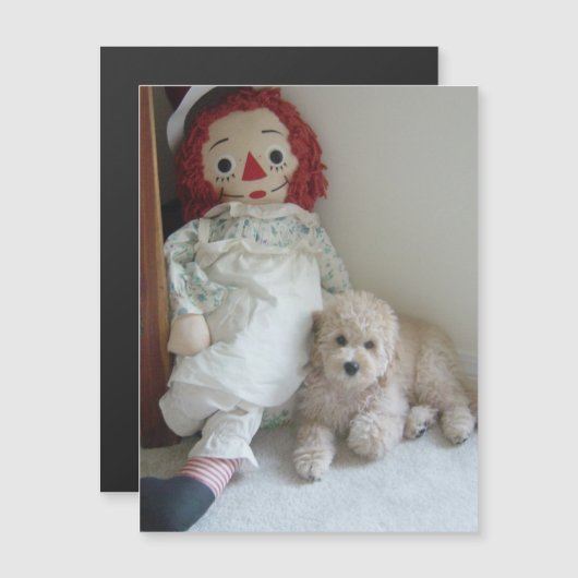 Cute Cockapoo Puppy Dog & Rag Doll Photo (Front/Back)