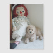 Cute Cockapoo Puppy Dog & Rag Doll Photo (Front)