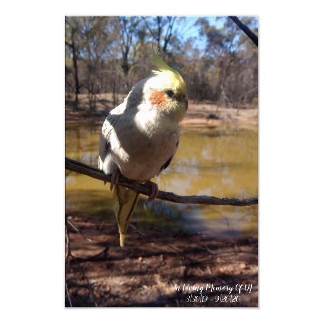 Cute Cockatiel Photo Print (Front)