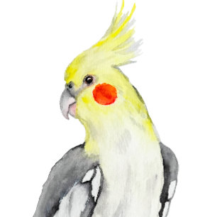 Cute Cockatiel Watercolor Parrot. Square Sticker