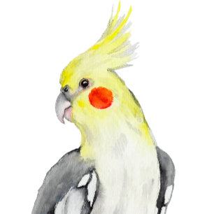 Cute Cockatiel Watercolor Parrot.  Sticker