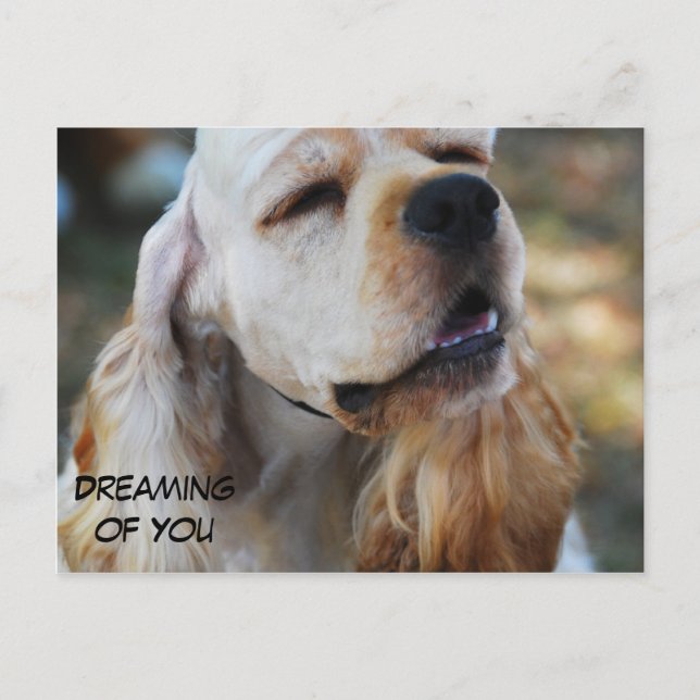 Cute Cocker Postcard (Front)