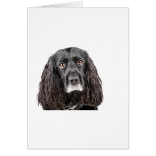 Cute Cocker Spaniel Cards
