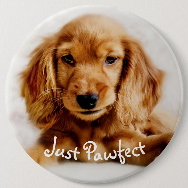 Cute Cocker Spaniel Dog Badge/Pin Pinback Button (Front)