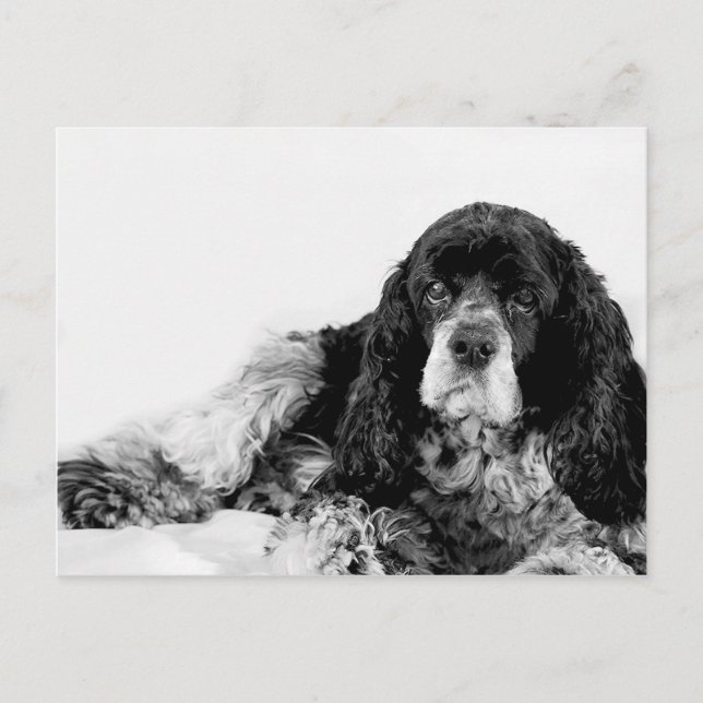 Cute Cocker Spaniel Postcard (Front)