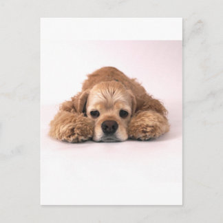 Cute Cocker Spaniel Postcard