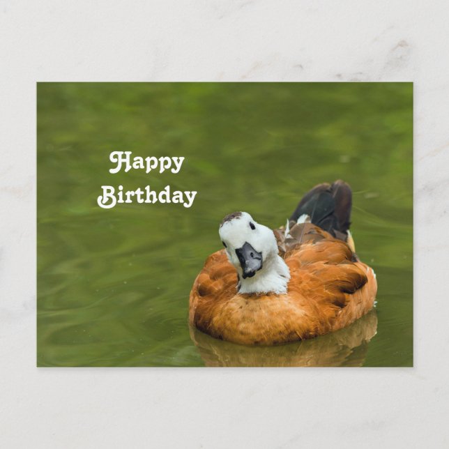 Cute Colorful Duck Photo Birthday Postcard (Front)