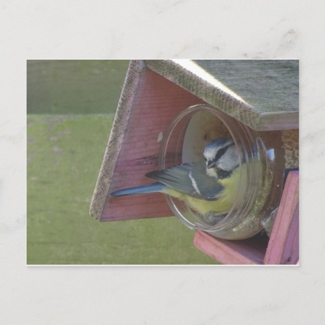 Cute Colorful Little Bird DIY Postcard (Front)