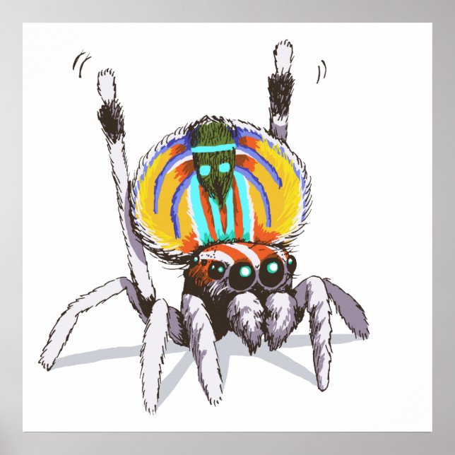 Cute Colorful Peacock Spider Drawing Art Poster (Front)